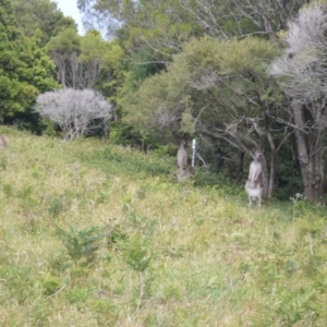 Macropus giganteus (TBC) at suppressed by plants