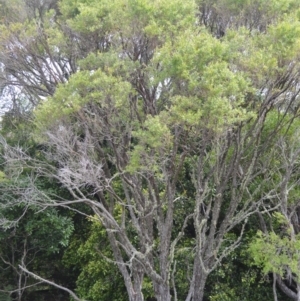 Leptospermum morrisonii at Saddleback Mountain, NSW - 1 Dec 2022