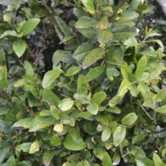 Wilkiea huegeliana at Saddleback Mountain, NSW - 1 Dec 2022