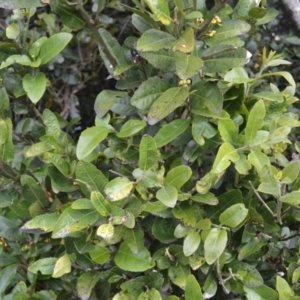 Wilkiea huegeliana at Saddleback Mountain, NSW - 1 Dec 2022