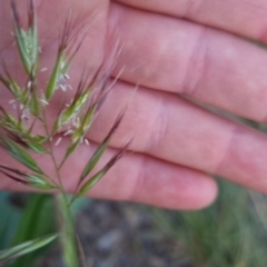 Rytidosperma auriculatum (Lobed Wallaby Grass) at Bungendore, NSW - 30 Nov 2022 by clarehoneydove