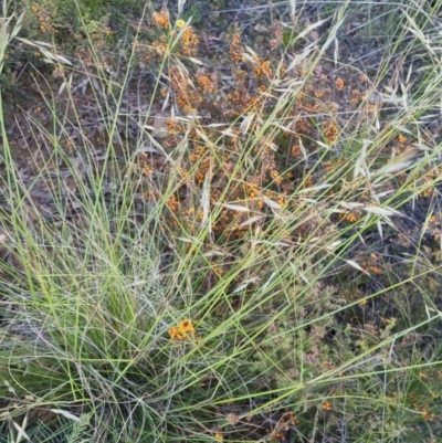 Rytidosperma pallidum (Red-anther Wallaby Grass) at Bungendore, NSW - 30 Nov 2022 by clarehoneydove