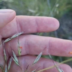 Rytidosperma pallidum at Bungendore, NSW - 30 Nov 2022 07:35 PM