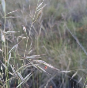 Rytidosperma pallidum at Bungendore, NSW - 30 Nov 2022 07:35 PM