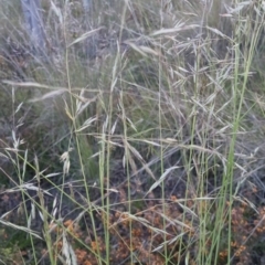 Rytidosperma pallidum at Bungendore, NSW - 30 Nov 2022 07:35 PM