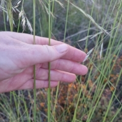 Rytidosperma pallidum at Bungendore, NSW - 30 Nov 2022 07:35 PM