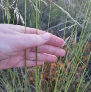 Rytidosperma pallidum at Bungendore, NSW - 30 Nov 2022