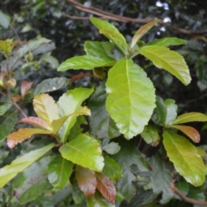 Sloanea australis at Saddleback Mountain, NSW - 1 Dec 2022