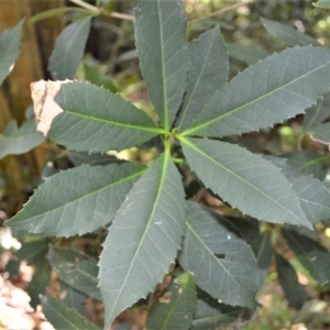 Symplocos thwaitesii at Saddleback Mountain, NSW - 1 Dec 2022