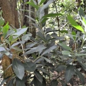 Symplocos thwaitesii at Saddleback Mountain, NSW - 1 Dec 2022