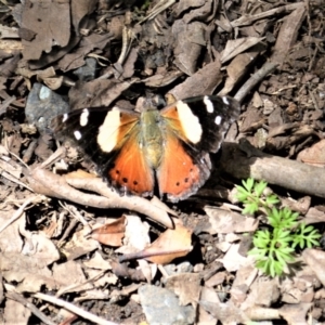 Vanessa itea at Saddleback Mountain, NSW - 1 Dec 2022 07:51 PM