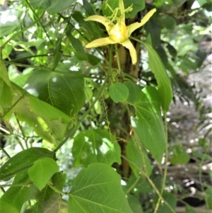 Passiflora herbertiana subsp. herbertiana at Saddleback Mountain, NSW - 1 Dec 2022 07:54 PM