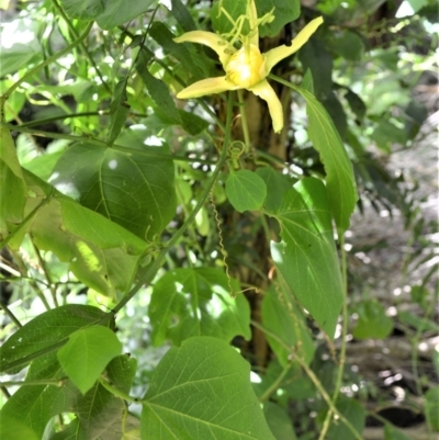 Passiflora herbertiana subsp. herbertiana (Native Passionfruit) at Saddleback Mountain, NSW - 1 Dec 2022 by plants