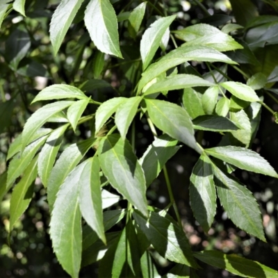 Sambucus australasica (Native Elderberry, Yellow Elderberry, Native Elder) at Saddleback Mountain, NSW - 1 Dec 2022 by plants