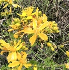 Hypericum perforatum (St John's Wort) at Umbagong District Park - 1 Dec 2022 by JimL