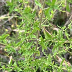 Hypericum perforatum at Latham, ACT - 1 Dec 2022 04:55 PM