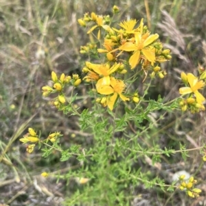 Hypericum perforatum at Latham, ACT - 1 Dec 2022 04:55 PM