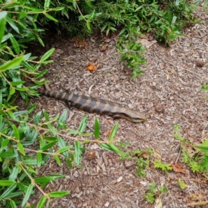 Tiliqua scincoides scincoides at Isaacs, ACT - 1 Dec 2022