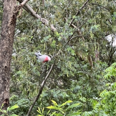 Eolophus roseicapilla (Galah) at Macgregor, ACT - 1 Dec 2022 by JimL