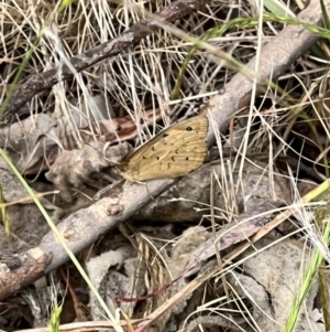 Heteronympha merope at Latham, ACT - 1 Dec 2022