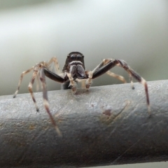 Helpis minitabunda (Threatening jumping spider) at Yass River, NSW - 1 Dec 2022 by SenexRugosus