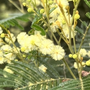 Acacia mearnsii at Macgregor, ACT - 1 Dec 2022