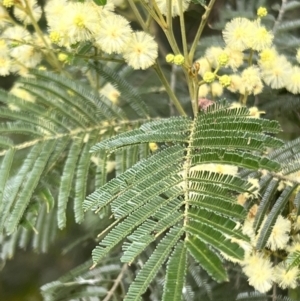 Acacia mearnsii at Macgregor, ACT - 1 Dec 2022