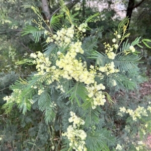 Acacia mearnsii at Macgregor, ACT - 1 Dec 2022