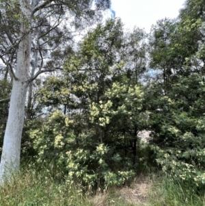 Acacia mearnsii at Macgregor, ACT - 1 Dec 2022