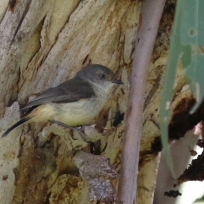Acanthiza reguloides (Buff-rumped Thornbill) at Gigerline Nature Reserve - 30 Nov 2022 by RodDeb