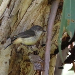 Acanthiza reguloides at Tennent, ACT - 30 Nov 2022 01:41 PM