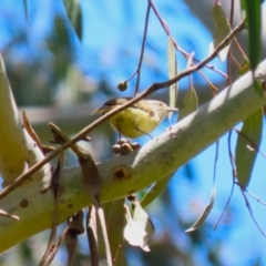 Acanthiza reguloides at Tennent, ACT - 30 Nov 2022