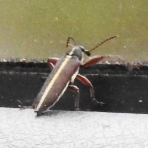 Rhinotia suturalis at Paddys River, ACT - 30 Nov 2022