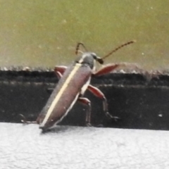 Rhinotia suturalis (Belid weevil) at Paddys River, ACT - 30 Nov 2022 by JohnBundock