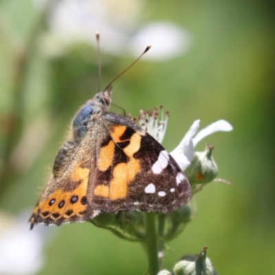 Vanessa kershawi (Australian Painted Lady) at Gigerline Nature Reserve - 30 Nov 2022 by RodDeb