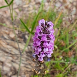 Cullen microcephalum at Yass River, NSW - 1 Dec 2022