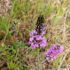 Cullen microcephalum at Yass River, NSW - 1 Dec 2022