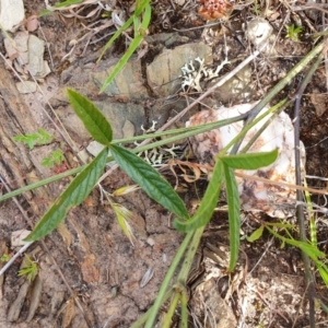 Cullen microcephalum at Yass River, NSW - 1 Dec 2022