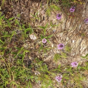 Cullen microcephalum at Yass River, NSW - 1 Dec 2022