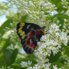 Delias harpalyce (Imperial Jezebel) at Chisholm, ACT - 25 Nov 2022 by RomanSoroka