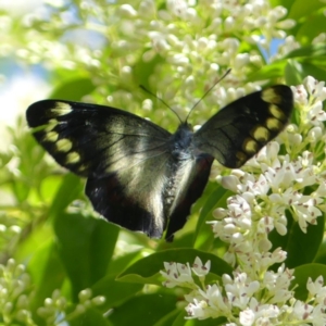 Delias harpalyce at Chisholm, ACT - 25 Nov 2022 10:37 AM