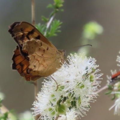 Heteronympha merope (Common Brown Butterfly) at Gigerline Nature Reserve - 30 Nov 2022 by RodDeb