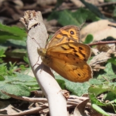 Heteronympha merope at Tennent, ACT - 30 Nov 2022