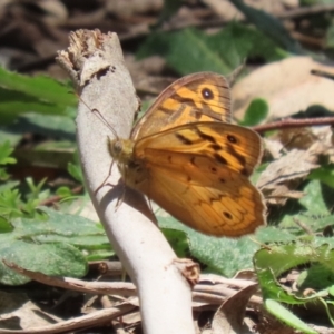 Heteronympha merope at Tennent, ACT - 30 Nov 2022 01:35 PM