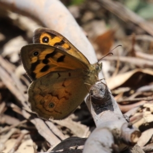 Heteronympha merope at Tennent, ACT - 30 Nov 2022