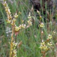 Juncus remotiflorus (Diffuse Rush) at Weetangera, ACT - 30 Nov 2022 by sangio7