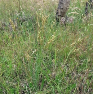 Juncus remotiflorus at Weetangera, ACT - 30 Nov 2022