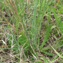 Juncus remotiflorus at Weetangera, ACT - 30 Nov 2022 08:57 AM