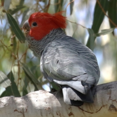 Callocephalon fimbriatum (Gang-gang Cockatoo) at Gigerline Nature Reserve - 30 Nov 2022 by RodDeb