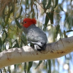 Callocephalon fimbriatum at Tennent, ACT - suppressed